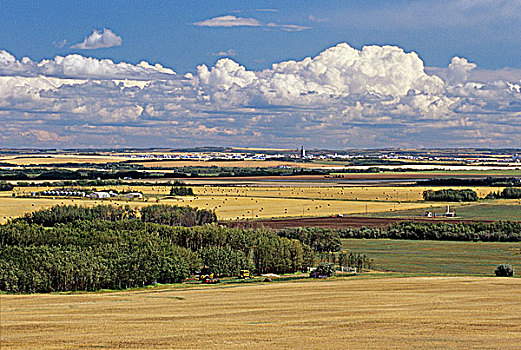 农田,草原,艾伯塔省,加拿大