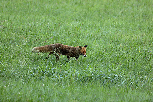 红狐,猎捕,草地