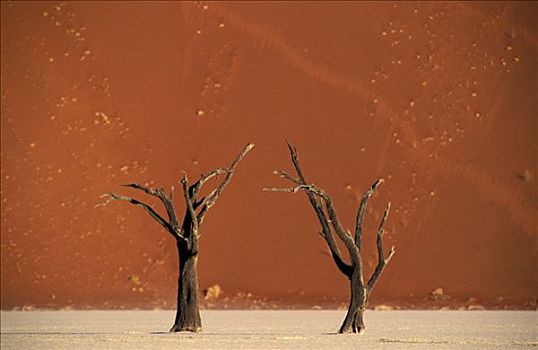 枯木,正面,沙丘,死亡谷,纳米比诺克陆夫国家公园,纳米比亚