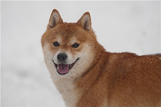 高兴,柴犬,狗,雪