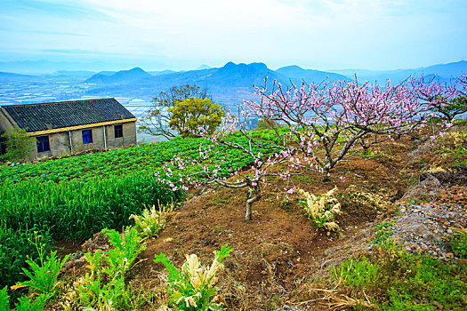 桃花,桃林