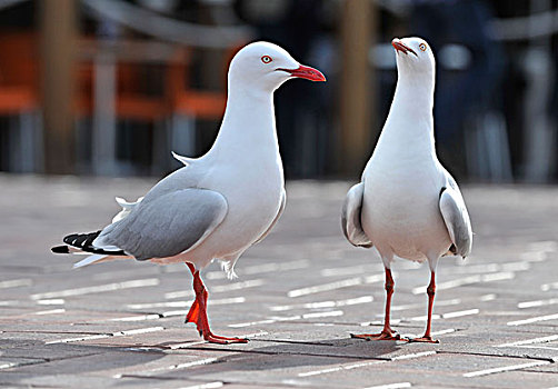 银色海鸥,海鸥,新南威尔士,澳大利亚