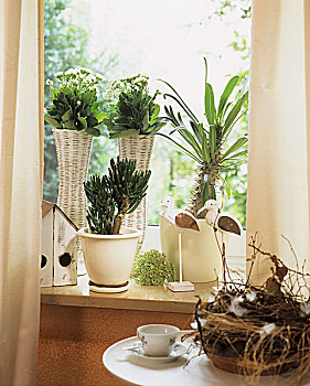 植物,晴朗,窗户,马达加斯加,棕榈树,高凉菜属
