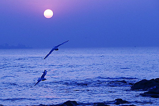 清晨的海鸥