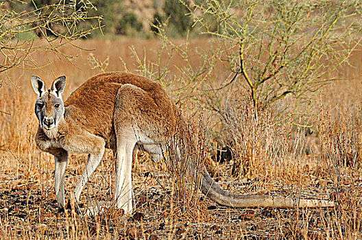 澳大利亚,澳洲南部,弗林德斯山国家公园,红袋鼠