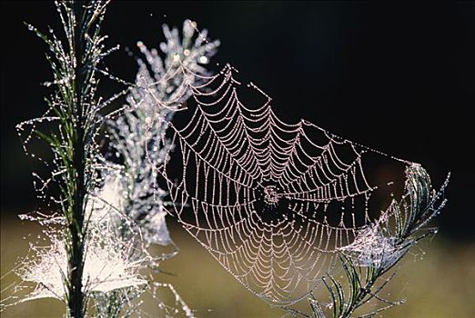 蜘蛛网,阿尔冈金省立公园,安大略省,加拿大