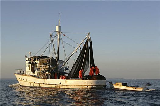 沙丁鱼,渔船,岛屿,捕鱼,场所,亚得里亚海,克罗地亚