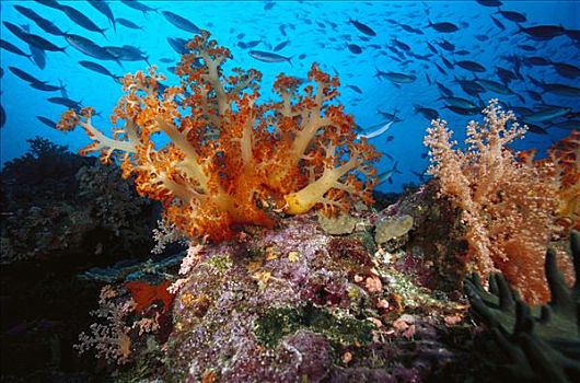 礁石,景色,软珊瑚,鱼群,脚,深,所罗门群岛