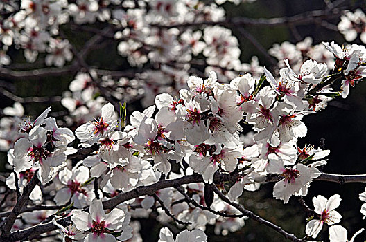 杏仁,花,扁桃