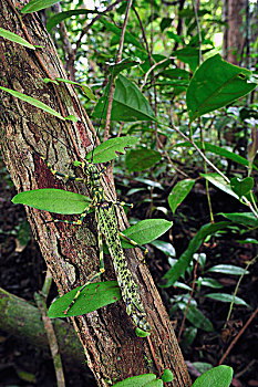 竹节虫,枝头,檀中埠廷国立公园,婆罗洲,印度尼西亚