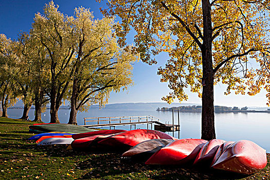 秋天,酸橙树,椴树属,柳树,独木舟,岸边,康士坦茨湖,巴登符腾堡,德国,欧洲