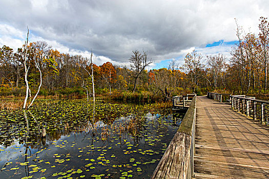 木质,木板路,上方,海狸塘,秋天,国家公园,俄亥俄,美国