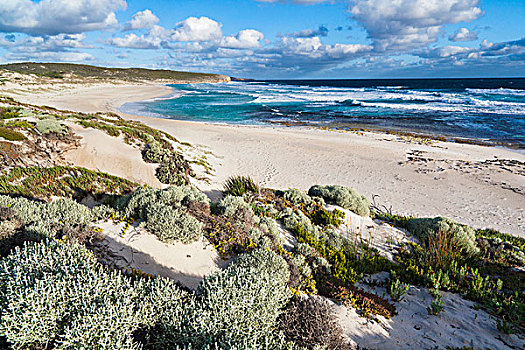 海岸线,湾,袋鼠,岛屿,澳大利亚,著名,国家公园,南澳大利亚州