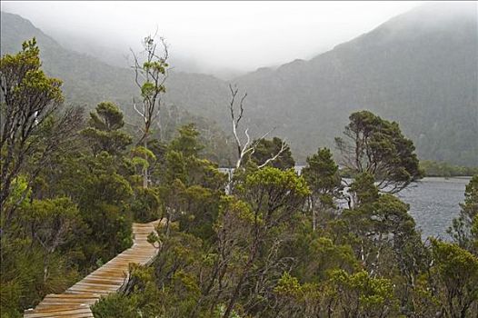 木板路,鸽子,湖,摇篮山,国家公园,塔斯马尼亚,澳大利亚