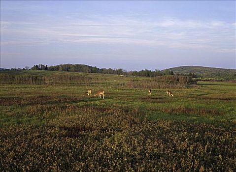 鹿,仙纳度国家公园,弗吉尼亚,美国