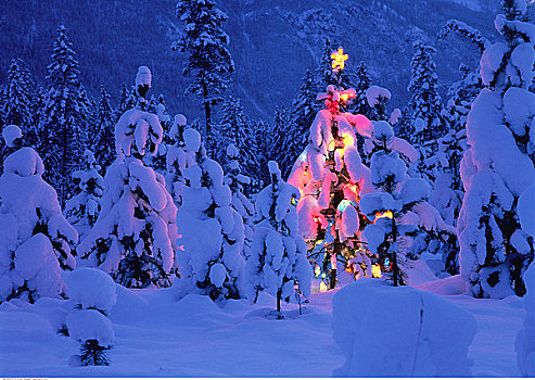 圣诞树,光亮,树林