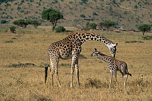 马赛长颈鹿,母亲,嗅,诞生,马赛马拉国家保护区,肯尼亚