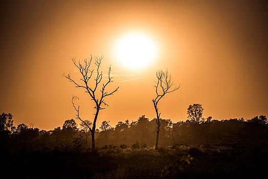 日落,两个,干燥,树,蓝毗尼,尼泊尔,亚洲