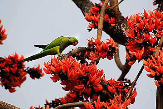 鹦鹉,树,孟加拉,二月,2009年