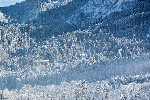 阿尔卑斯小屋,冬天,树林,巴伐利亚,德国