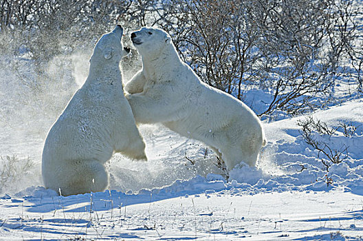 北极熊,脆弱,食肉动物