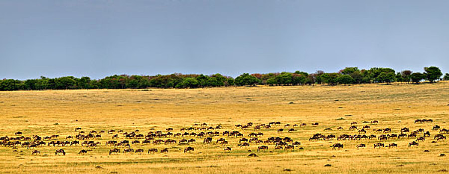 全景,巨大,角马,牧群,迁徙,塞伦盖蒂国家公园,坦桑尼亚