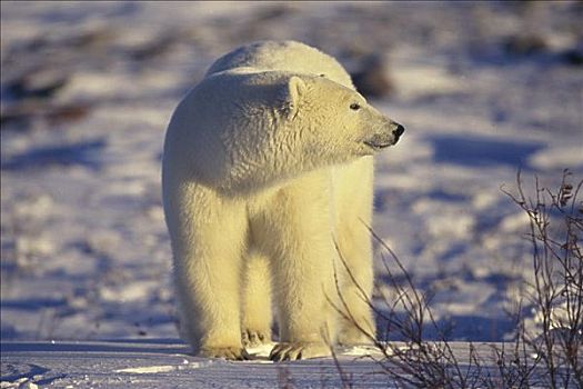 北极熊,加拿大