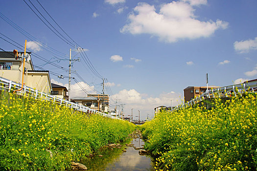 芥末,花,河床