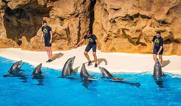 宽吻海豚,动物,训练,海豚,展示,公园,波多黎各,特内里费岛,加纳利群岛,西班牙,欧洲