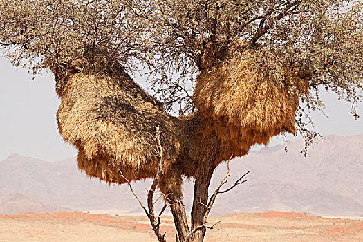 纳米比亚,纳米布沙漠,自然保护区,特写,大,鸟窝