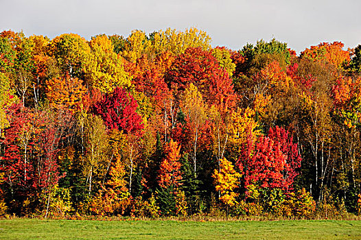 树,惊人,秋天,彩色,安大略省,加拿大