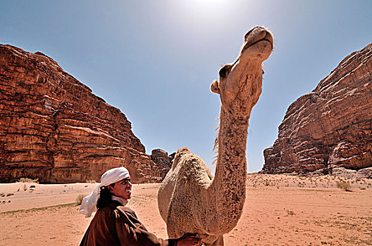 贝都因人,抚摩,单峰骆驼,荒芜,瓦地伦,约旦