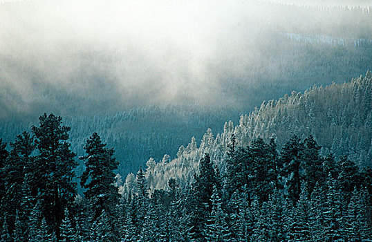 雪,云,吹,松树,树林,山坡