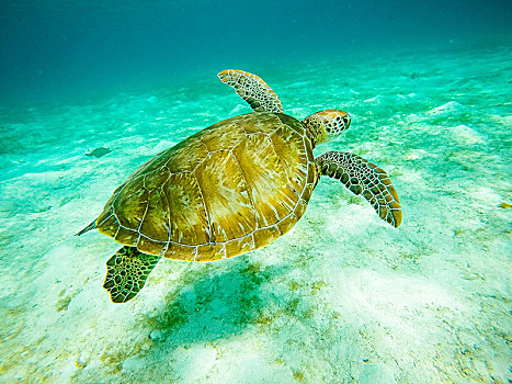 绿海龟,自然保护区,多巴哥岛,圣文森,格林纳丁斯群岛,西印度群岛