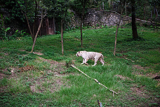 野生动物园正在自由活动的白老虎