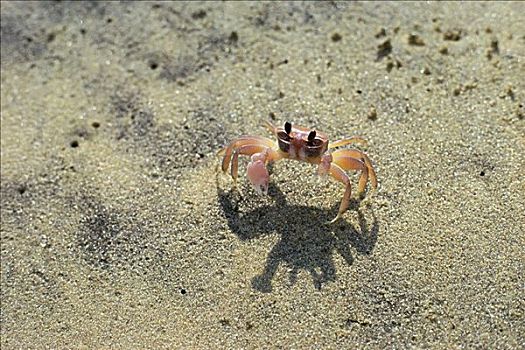 沙子,螃蟹
