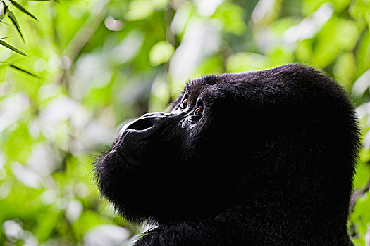 山地大猩猩,大猩猩,维龙加山,火山国家公园,卢旺达