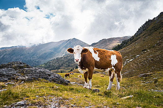 山顶上的牛