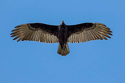 秃鹰,飞行,潘塔纳尔,南马托格罗索州,巴西,南美