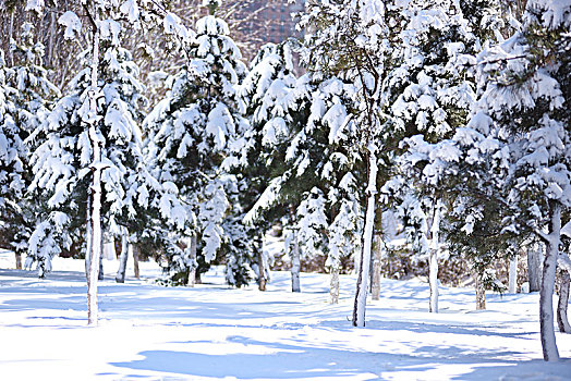 雪景树挂