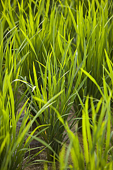 印度尼西亚,巴厘岛,特写,绿色,水稻