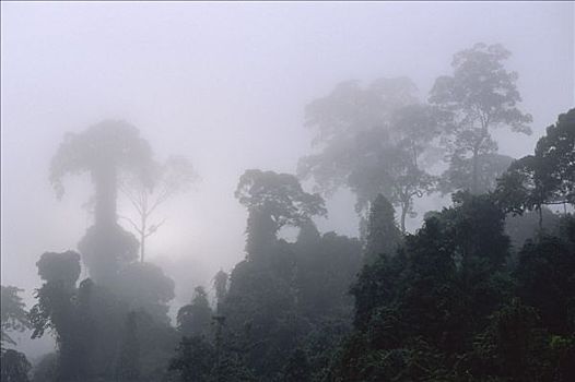 林中空地,薄雾,低地,雨林,丹浓谷保护区,沙巴,马来西亚