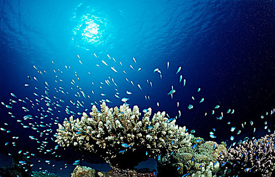 珊瑚,绿色,雀鲷,西奈,红海,埃及,非洲