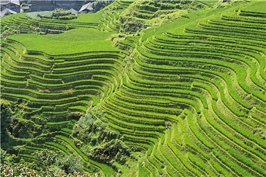 稻米梯田,中国,夏末