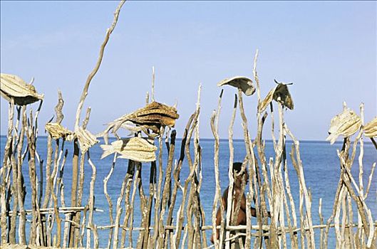 马达加斯加,西南,鱼,弄干,栅栏柱,海边,捕鱼者,背影