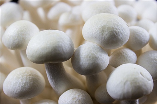 山毛榉,蘑菇,白色,特写
