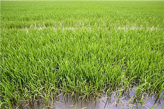 绿色,稻米,农作物,灌溉,春天,地点