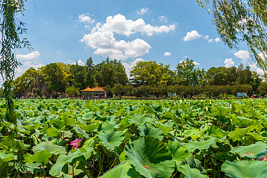 云南昆明大观楼公园荷花莲花池