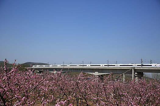 高铁穿行在桃花林中,独具特色的桃花节让游客流连忘返