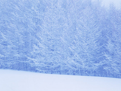 雪,日本,落叶松属植物,木头
